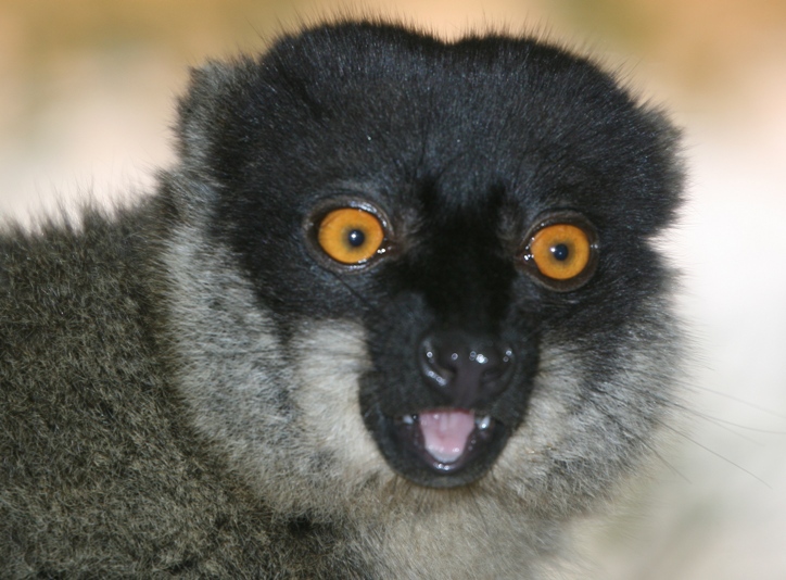 lemur